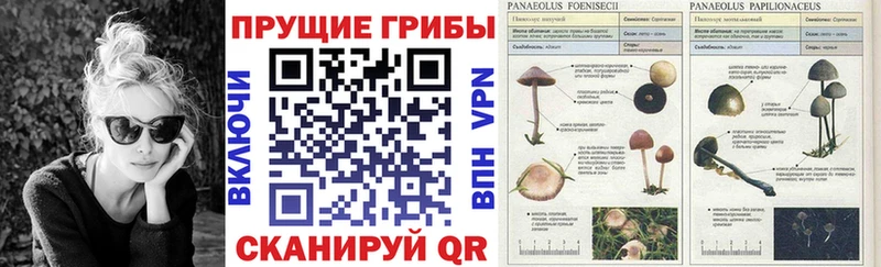 ОМГ ОМГ рабочий сайт  где можно купить   Великие Луки  Псилоцибиновые грибы Cubensis 